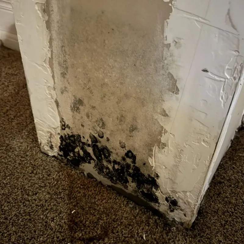 Professional Mold Removal in Parchment, MI